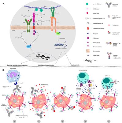 Chondroitin Sulfate Proteoglycan 4 and Its Potential As an Antibody Immunotherapy Target across Different Tumor Types